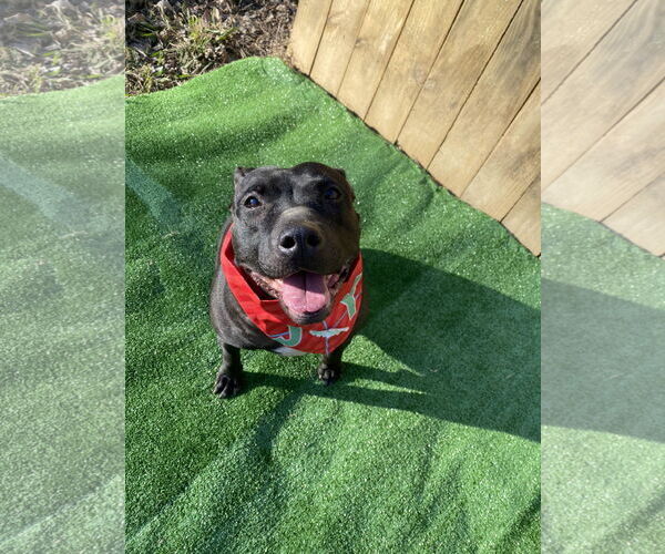 Medium Photo #7 Labrador Retriever-Unknown Mix Puppy For Sale in Munford, TN, USA