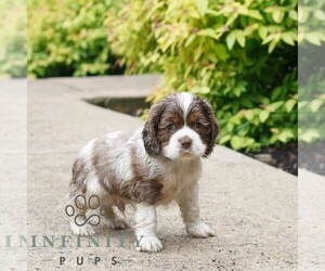 Cocker Spaniel Puppy for sale in NARVON, PA, USA
