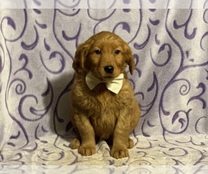 Golden Retriever Puppy for sale in LANCASTER, PA, USA