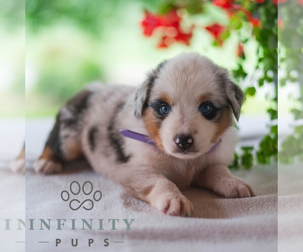 Medium Photo #3 Miniature Australian Shepherd Puppy For Sale in REBERSBURG, PA, USA