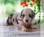 Small #2 Miniature Australian Shepherd