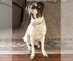 Small Photo #3 German Shorthaired Pointer Puppy For Sale in Corona, CA, USA
