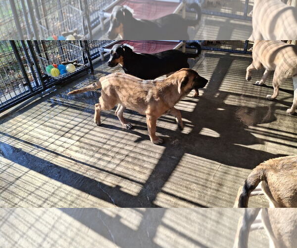 Medium Photo #21 Dachshund-Doberman Pinscher Mix Puppy For Sale in Sebec, ME, USA