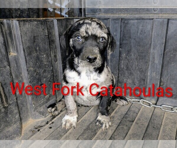 Medium Photo #3 Catahoula Leopard Dog Puppy For Sale in WINDOM, MN, USA