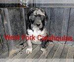 Small #2 Catahoula Leopard Dog