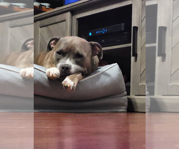 Medium Photo #8 Mutt Puppy For Sale in Brewster, NY, USA