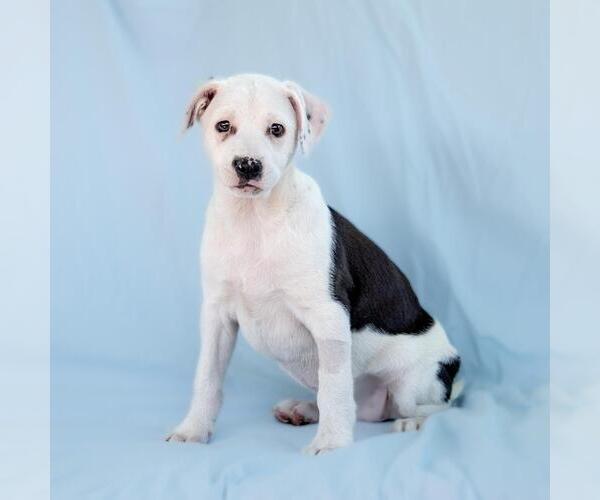 Medium Photo #2 Colonial Cocker Spaniel-Unknown Mix Puppy For Sale in San Diego, CA, USA