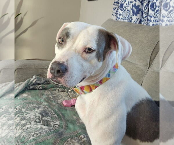 Medium Photo #5 Mutt Puppy For Sale in Fargo, ND, USA