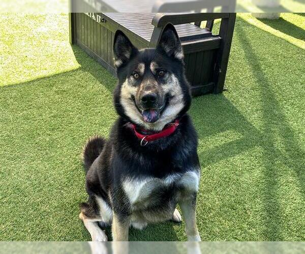 Medium Photo #3 German Shepherd Dog-Siberian Husky Mix Puppy For Sale in Orange, CA, USA