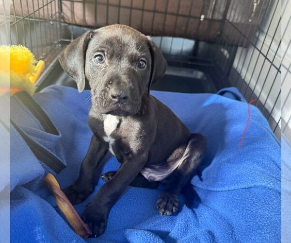 Medium Photo #1 American Staffordshire Terrier-Unknown Mix Puppy For Sale in Chester, VA, USA