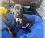 Small American Staffordshire Terrier Mix