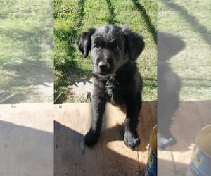 Australian Shepherd Puppy for sale in SAN ANTONIO, TX, USA