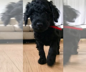 Goldendoodle Puppy for sale in ALCOA, TN, USA