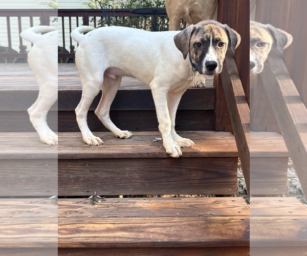 Medium Photo #3 Labrador Retriever-Unknown Mix Puppy For Sale in Holly Springs, NC, USA