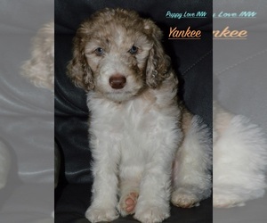 Poodle (Standard) Litter for sale in POST FALLS, ID, USA