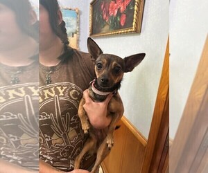 Rat-Cha Puppy for sale in NEW PRAGUE, MN, USA
