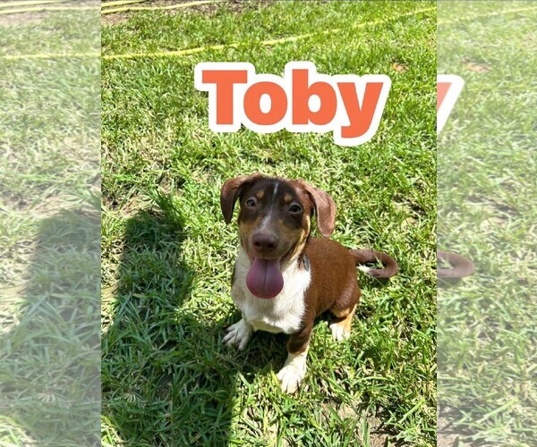 Medium Photo #1 Raggle Puppy For Sale in Southbury, CT, USA