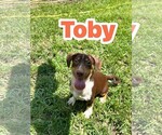 Toby ~ meet me! - Male Raggle Dog for Adoption - Small photo