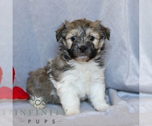 Havanese Puppy for sale in NEWMANSTOWN, PA, USA