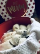 Small Photo #14 Golden Retriever Puppy For Sale in MACON, GA, USA