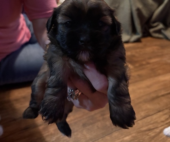Medium Photo #2 Shorkie Tzu Puppy For Sale in CENTRALIA, IL, USA