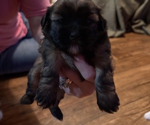 Medium Shorkie Tzu