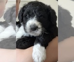 Small Photo #5 Aussiedoodle Puppy For Sale in CRAWFORDSVILLE, IN, USA