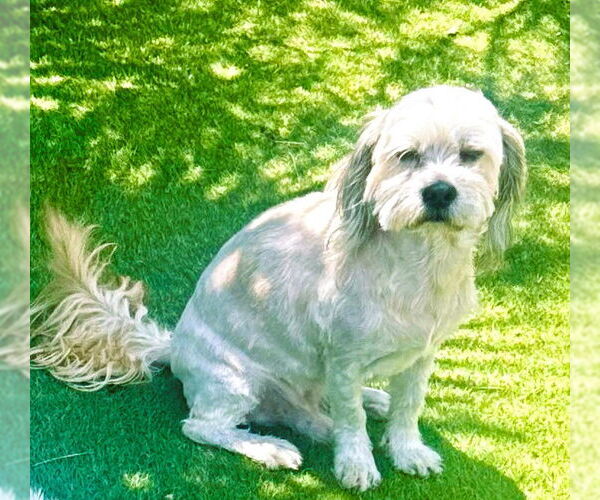 Medium Photo #1 Maltipoo Puppy For Sale in Fallbrook, CA, USA