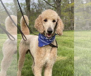 Poodle (Standard) Dogs for adoption in UPPERVILLE, VA, USA