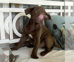 Small #15 American Staffordshire Terrier-Labrador Retriever Mix