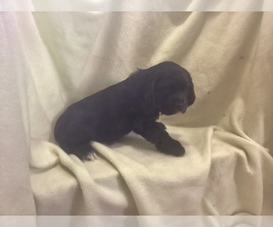 Cocker Spaniel Puppy for sale in CADDO, OK, USA