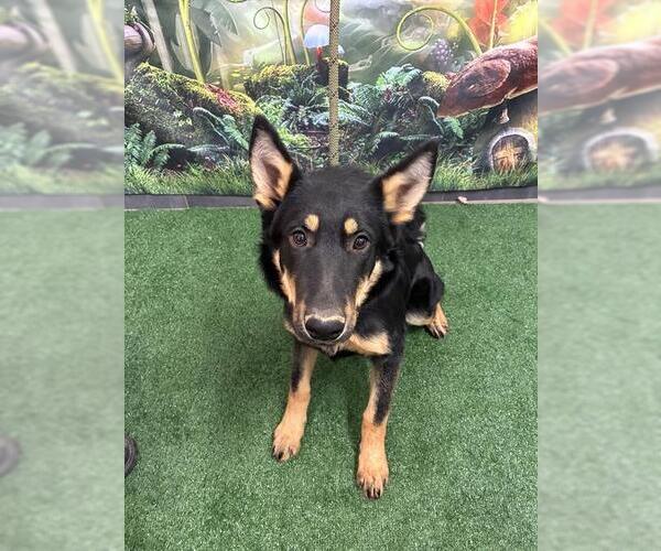 Medium Photo #1 German Shepherd Dog Puppy For Sale in Globe, AZ, USA