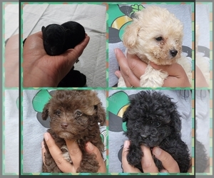 Poodle (Toy) Puppy for sale in WINSTON SALEM, NC, USA