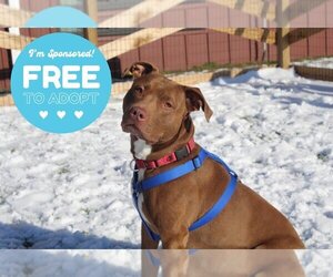 American Pit Bull Terrier-Unknown Mix Dogs for adoption in Chestertown, MD, USA