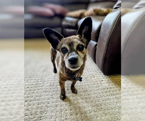 Medium Photo #4 Chiweenie Puppy For Sale in Rockaway, NJ, USA