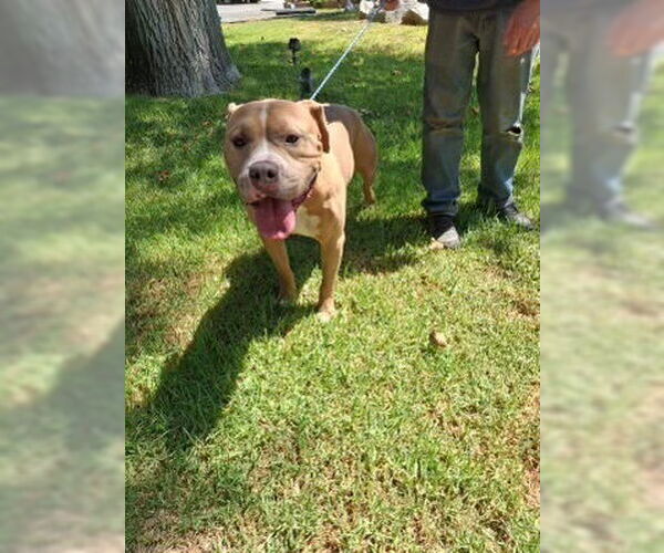 Medium Photo #1 American Staffordshire Terrier Puppy For Sale in Dana Point, CA, USA