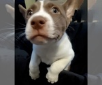 Puppy Puppy 3 Alaskan Husky-American Pit Bull Terrier Mix