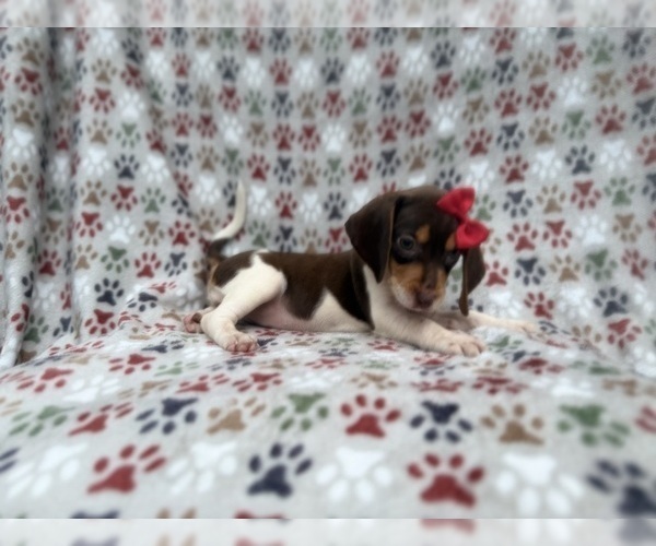 Medium Photo #5 Beagle Puppy For Sale in LAKELAND, FL, USA