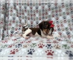 Small #4 Beagle