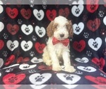 Small #9 Cavapoo