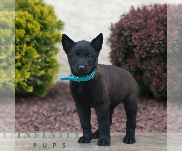 Medium Photo #3 Belgian Malinois Puppy For Sale in HONEY BROOK, PA, USA