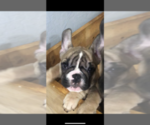 Small Photo #2 French Bulldog Puppy For Sale in NEVADA CITY, CA, USA