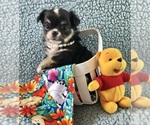 Small #5 Chihuahua