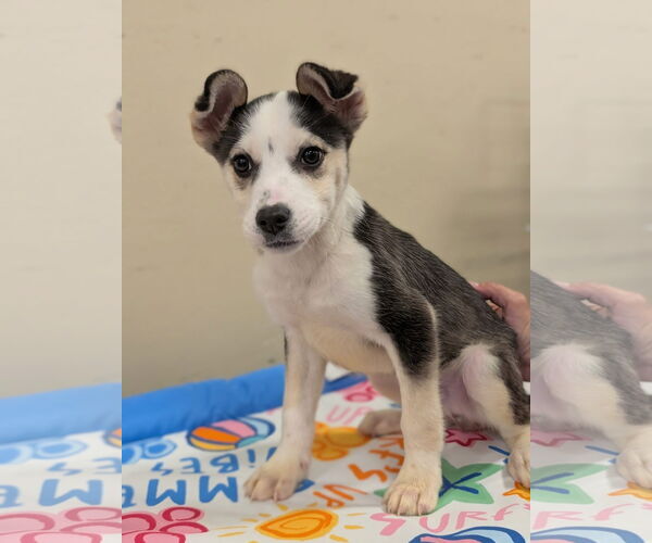 Medium Photo #2 Huskies -Unknown Mix Puppy For Sale in Oakhurst, NJ, USA
