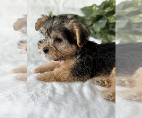 Medium Photo #21 Morkie Puppy For Sale in ROCK STREAM, NY, USA