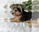Small #20 Morkie