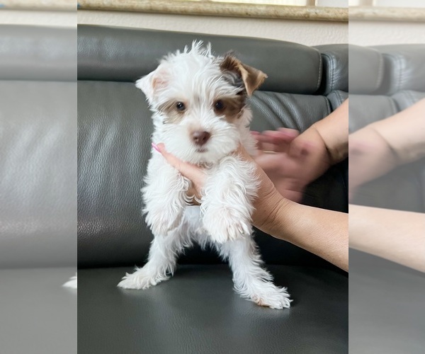 Medium Photo #4 Yorkshire Terrier Puppy For Sale in ROCKLIN, CA, USA