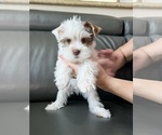 Small #3 Yorkshire Terrier