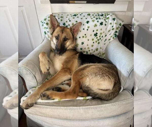 Medium Photo #1 German Shepherd Dog Puppy For Sale in Santa Maria, CA, USA