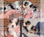 Small Photo #1 Aussiedoodle Puppy For Sale in CATAWBA, SC, USA